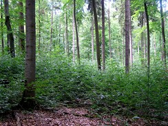 Les německého barona von Rotenhana v Bavorsku