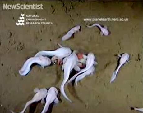 Elegantní paprskoploutvé ryby se pohybovaly v rekordní hloubce 7 703 metr a byly pekvapiv mrtné.