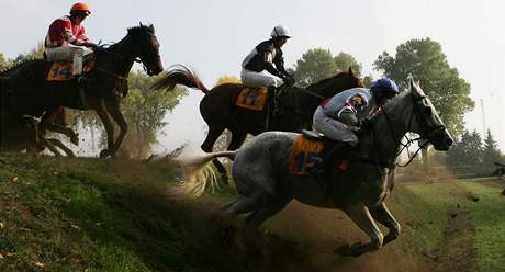 Velk pardubick: Irsk lavice