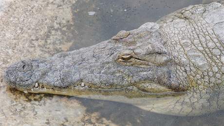 Krokodýl s mobilem v bie zpsobil rozruch v ukrajinském oceanáriu