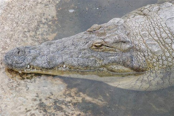 Krokodýl s mobilem v bie zpsobil rozruch v ukrajinském oceanáriu