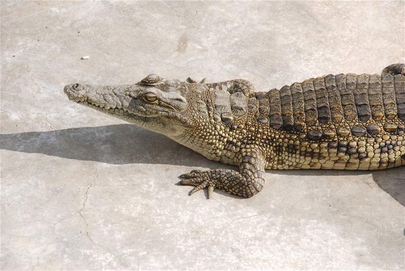 Jeden z krokodýl na farm v Arba Minch na jihu Etiopie