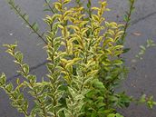Ligustrum - ptaí zob