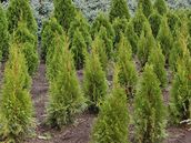 Thuja smaragd