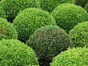 Buxus