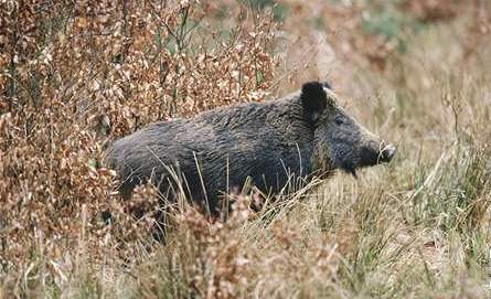 Pemnoení kanci se vracejí do jihomoravských les. Houbai, kteí se do nich vydávají, by si mli na nebezpené zvíe dávat pozor. Ilustraní foto