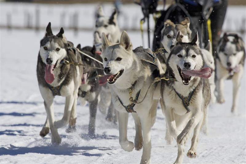 Mezi "sportovní" psy patí i sibiský husky