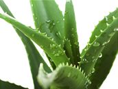 Aloe vera je známá svými blahodárnými úinky