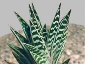Aloe pezdívaná sokolí péro