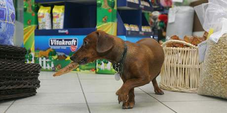 Zatímco majitelé ps nakupují v supermarketu, zvíata si mohou odskoit do zverimexu - samoobsluhy.