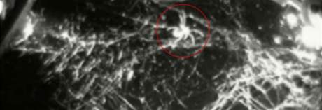 Pavouk ve své síti na mezinárodní stanici ISS