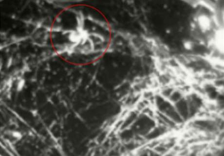 Mezinárodní vesmírná stanice (ISS) vyhlásila pátrání po pavoukovi na palub. Opustil svou pepravku, v ní ml tkát sít.