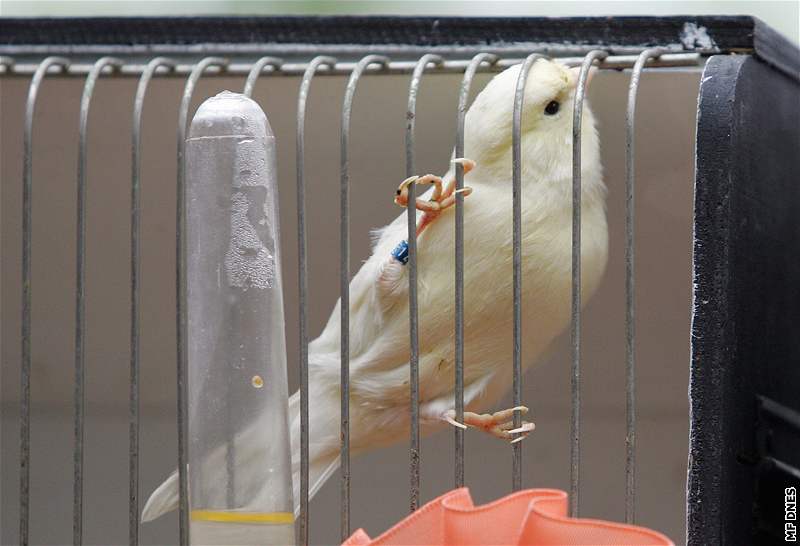 V Botanické zahrad v Brn se koná výstava exotického ptactva