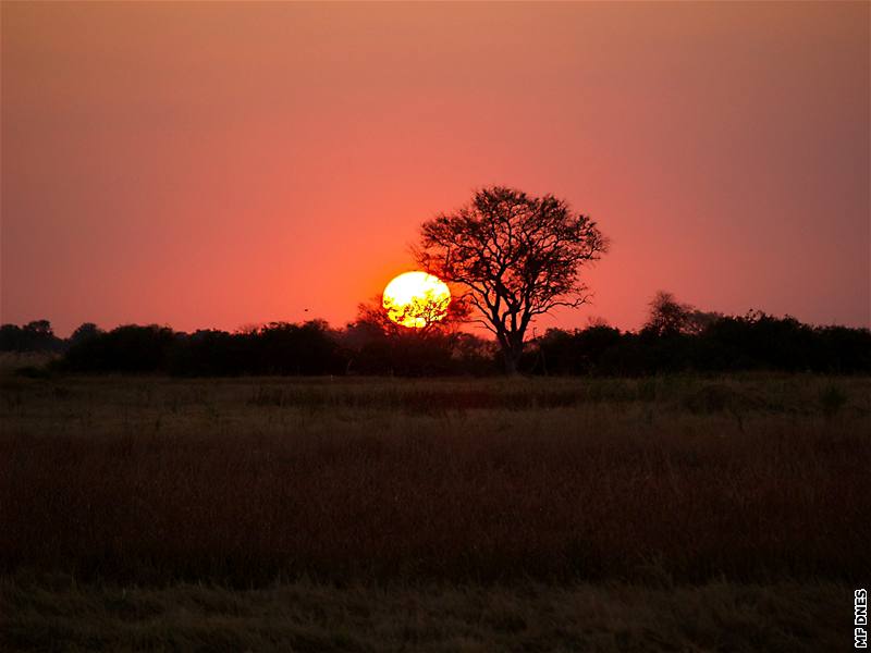 Na safari v botswanském Okavangu