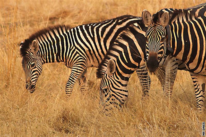 Na safari v botswanském Okavangu