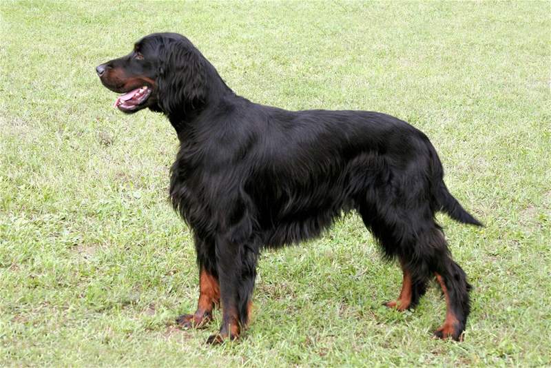 Gordon setter