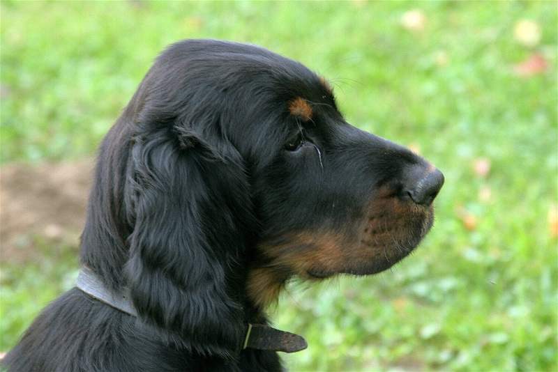 Gordon setter