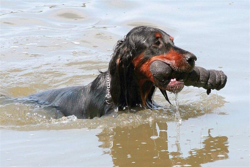 Gordon setter