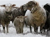 Ovce pokryté snhem poblí hory Albispass u Curychu