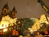 Na Staromstské námstí dorazil devadesátiletý vánoní strom