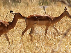 Na safari v botswanskm Okavangu