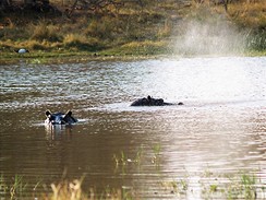 Na safari v botswanskm Okavangu