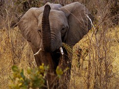 Na safari v botswanskm Okavangu