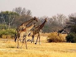 Na safari v botswanskm Okavangu