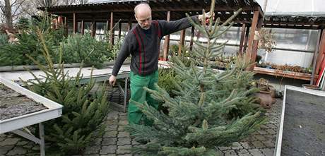 Prodej vánoních stromk v idlochovicích