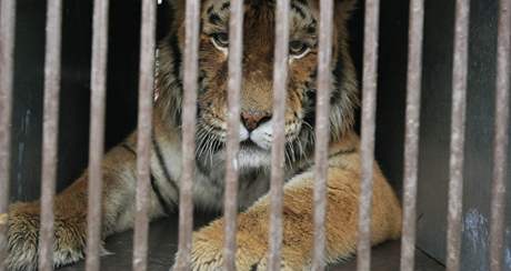 Nový tygr v hodonínské zoo