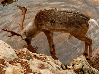 Biblick zoo v Jeruzalm