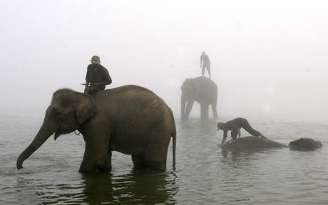 Slon plo v Neplu (5. prosince 2008)