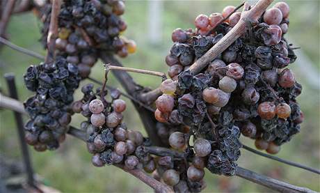 Ledové víno eká na jiní Morav na mráz