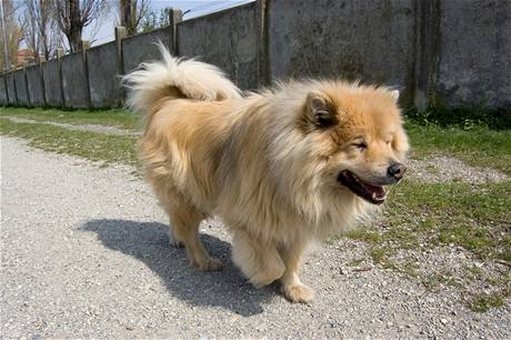 Eurasier