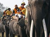 Sloní pólo v Nepálu (5. prosince 2008)