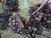 Ledové víno eká na jiní Morav na mráz