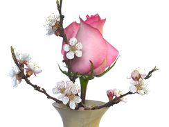 Barborky můžete kombinovat i s řezanými květinami – soulad růže a meruňkových květů je potěchou pro oko