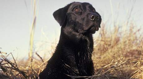 Labrador. Ilustraní foto