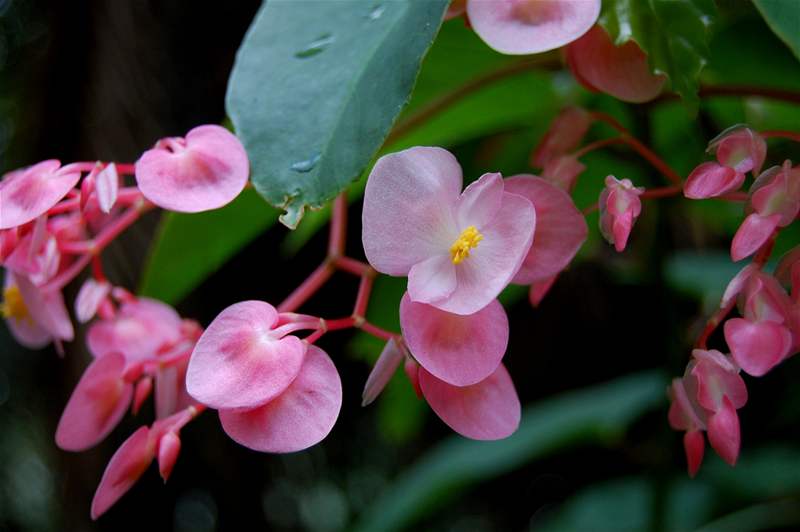Begónie je ozdobná jak listy, tak kvty. Jako ostatní tropické rostliny má ráda teplo a vlhí vzduch