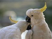 Kakadu ijí vtinou v páru, nikdy ne samotní
