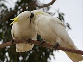 Kakadu ijí vtinou v páru, nikdy ne samotní