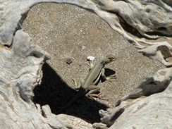 Peru, Paracas