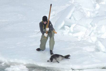 V Kanad kadým rokem zeme ron na ti sta tisíc peván tuleních mláat. Ochránci zvíat lovce obviují z brutality.
