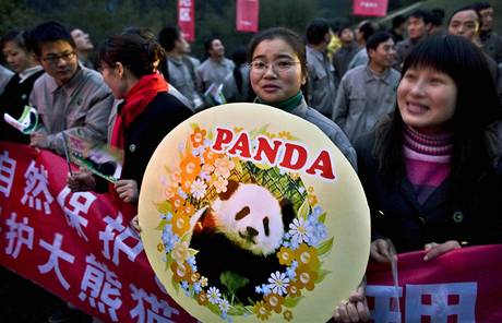 Pandy na Tchaj-wanu (23. prosince 2008)