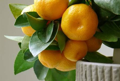 Calamondin je kíencem mezi kumkvátem (nebo chcete-li kumquatem) a nkterou z mandarinek.