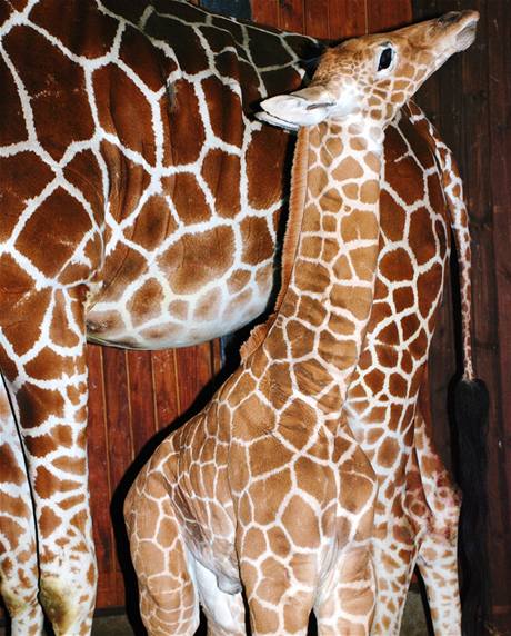 irafí samika se v brnnské zoo narodila v prvních minutách roku 2009