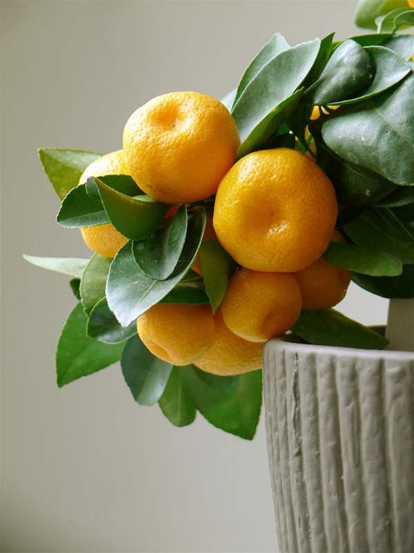 Jak přezimovat citroník?