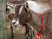 Ilustra�ní snímek