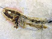 Ryba Thrissops angustus
