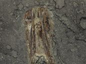 Vnitn schrnka pedchdce souasnch chobotnic